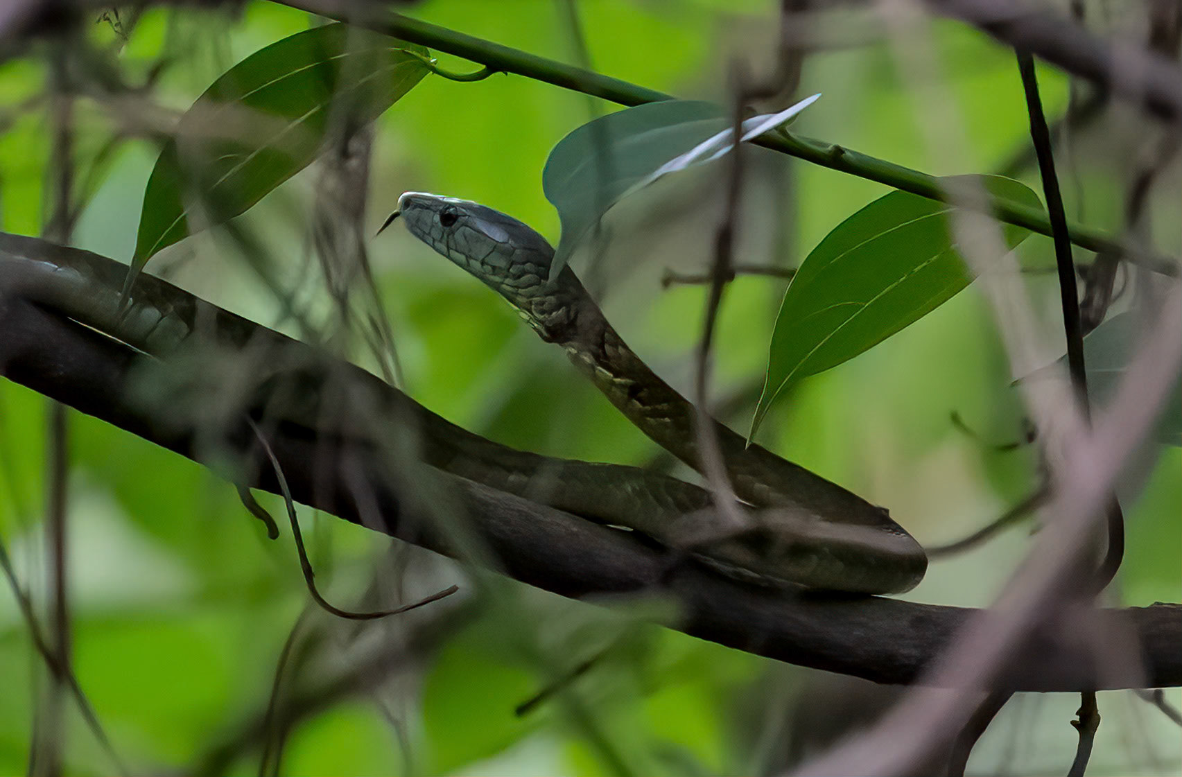 Jameson's Mamba, highly venomous neurotoxic snake, Bigodi Swamp, Uganda. 03-08-23.