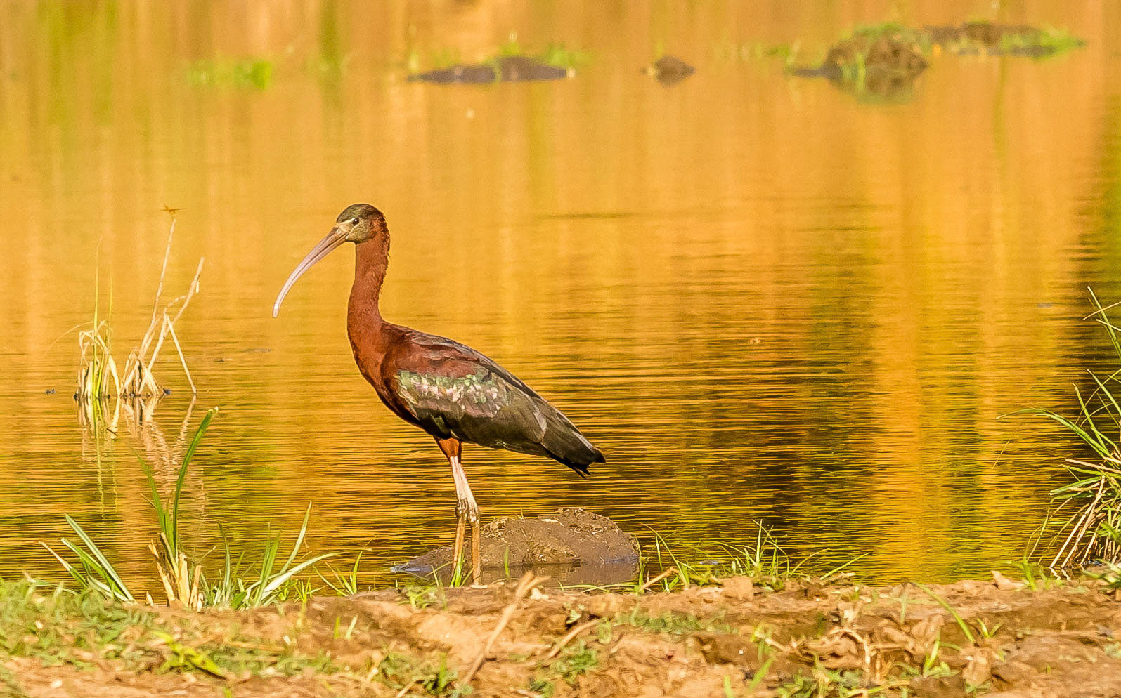 Glossy Ibis, Chongwe Zambia 0609/17