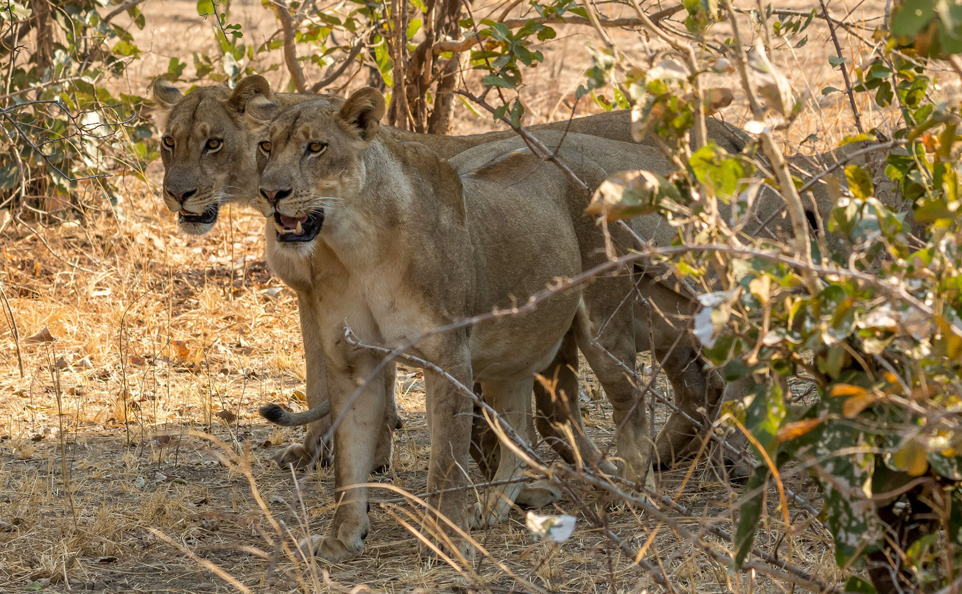 Lionesses, Kafunta Zambia 10/09/17