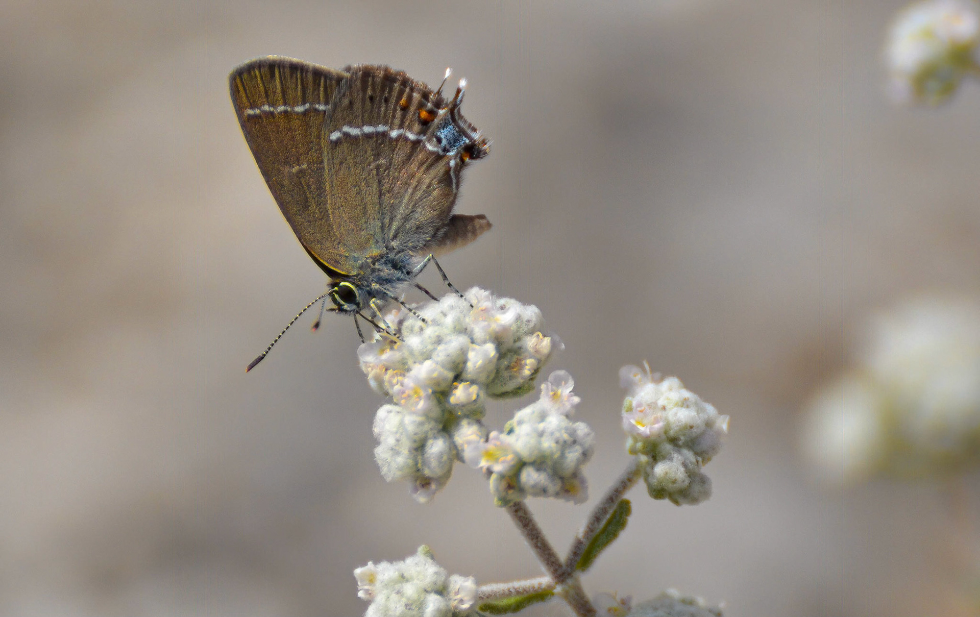 Blue-spot Hairstreak, Alarcon, Spain 26/06/13