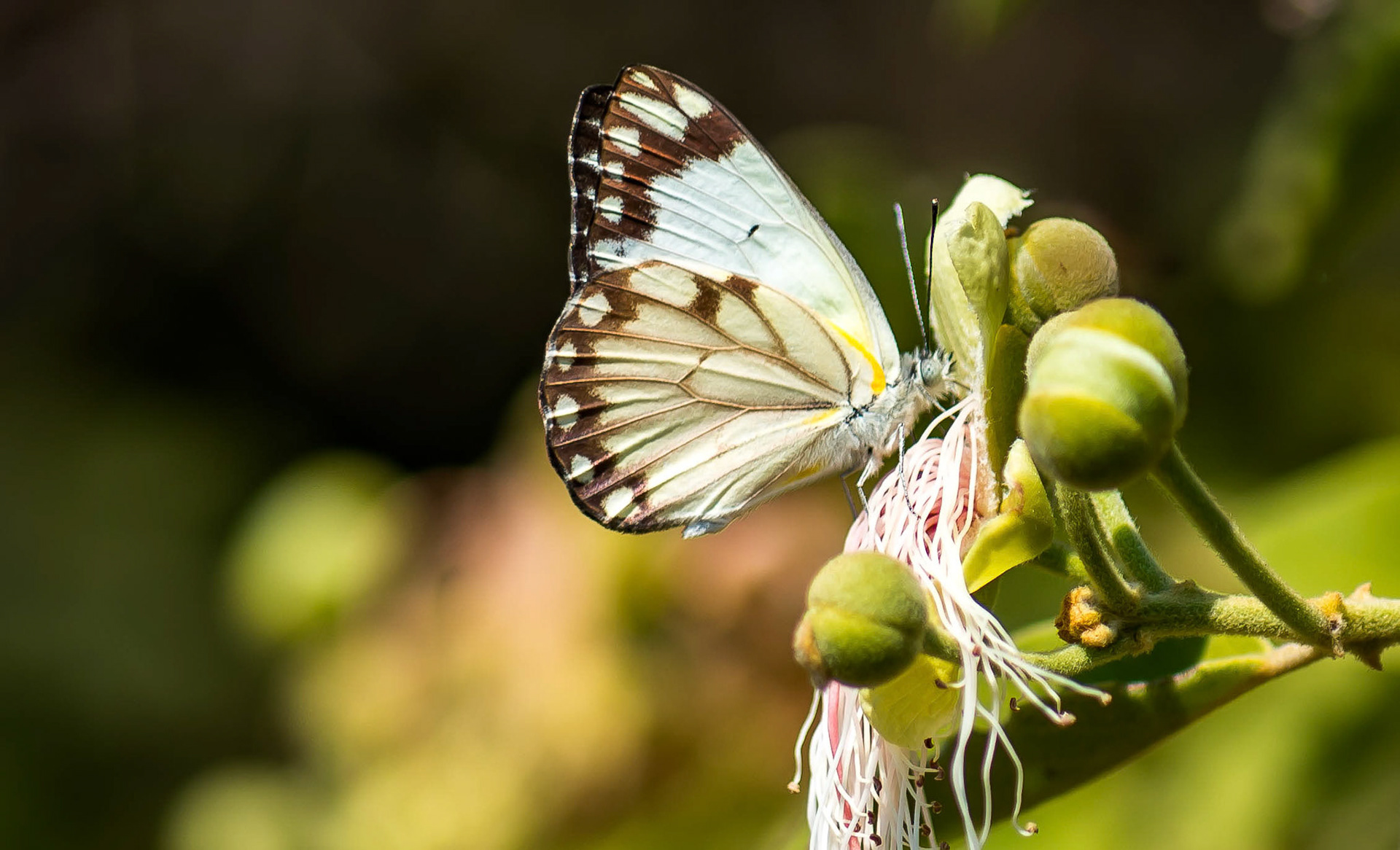 Brown-veined White, Mukmbi Zambia 01/09/17