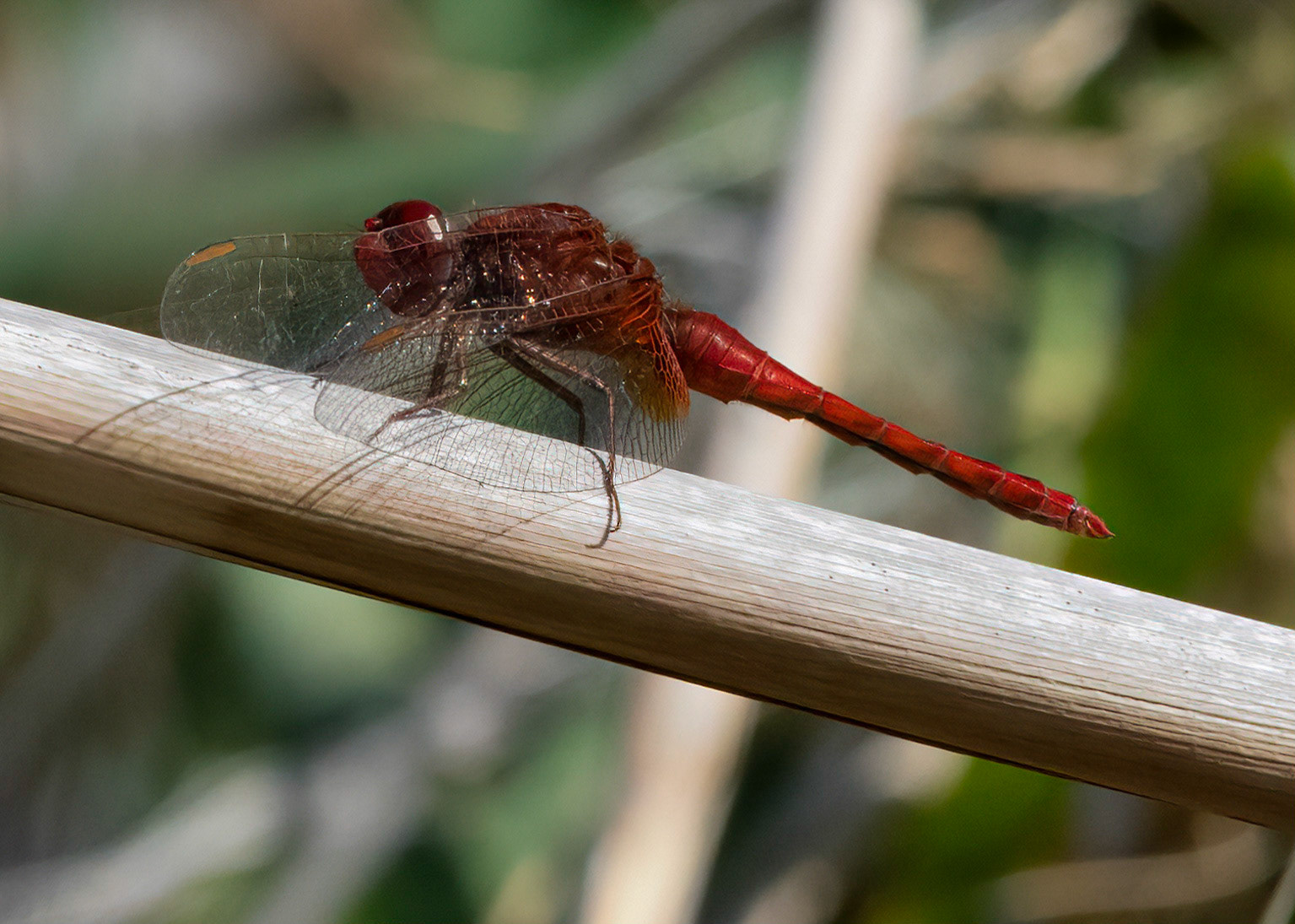 Scarlet Dragonfly, Pego Marshes, Valencia, Spain. 24/10/21.
