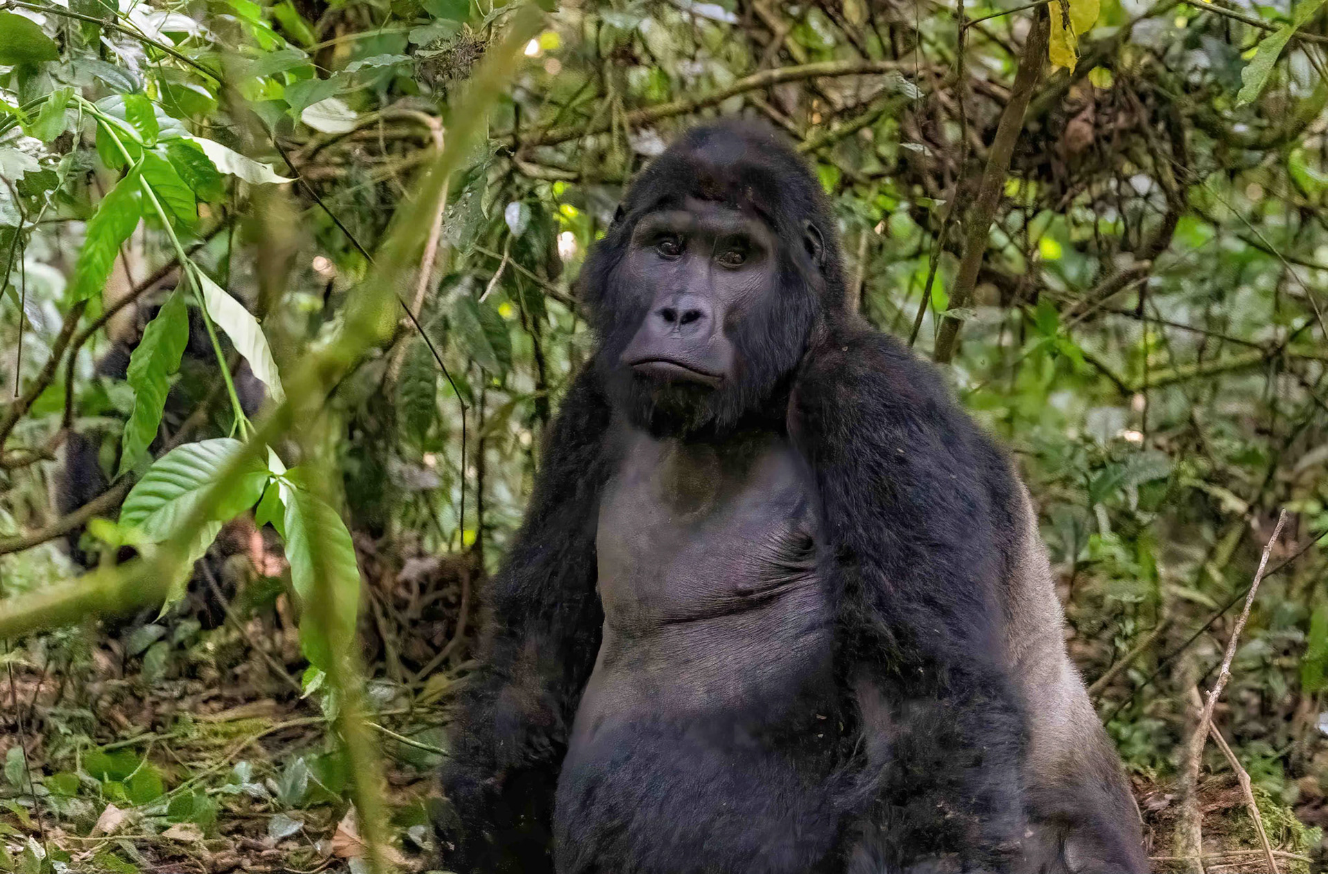 Mahaana, dominant silverback, Katwe Family, Bwindi Forest, Uganda. 05-08-23.