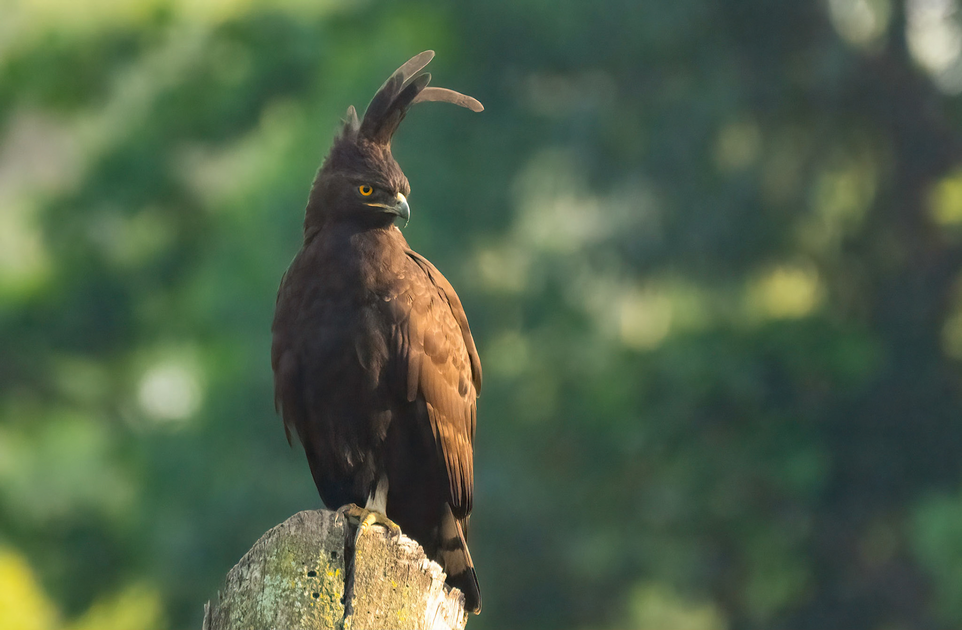 Long-crested Eagle, near Kabale, Uganda. 06-08-23.