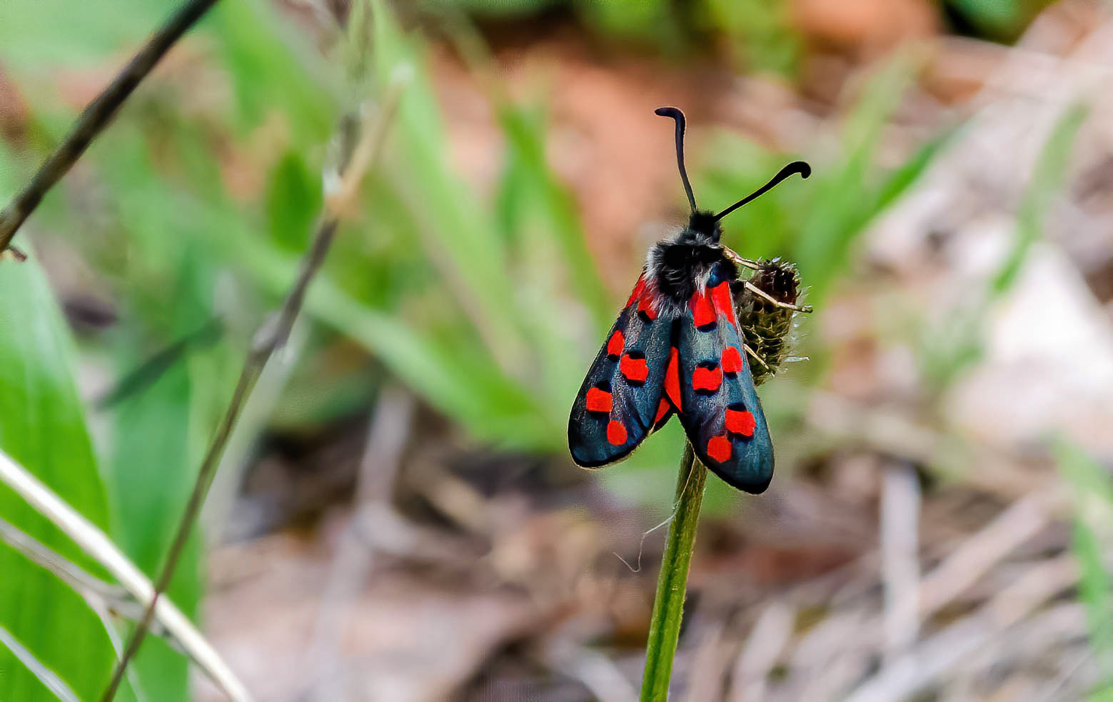 6 Spot Burnet, Andjucar Spain 18/04/15