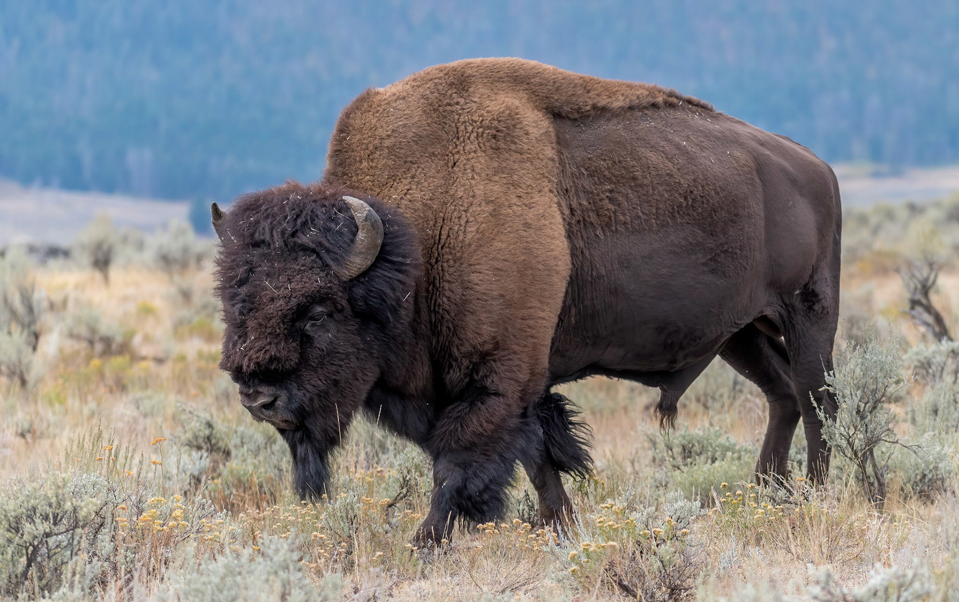 Male Bison. Yellowstone Wyoming 13/09/18