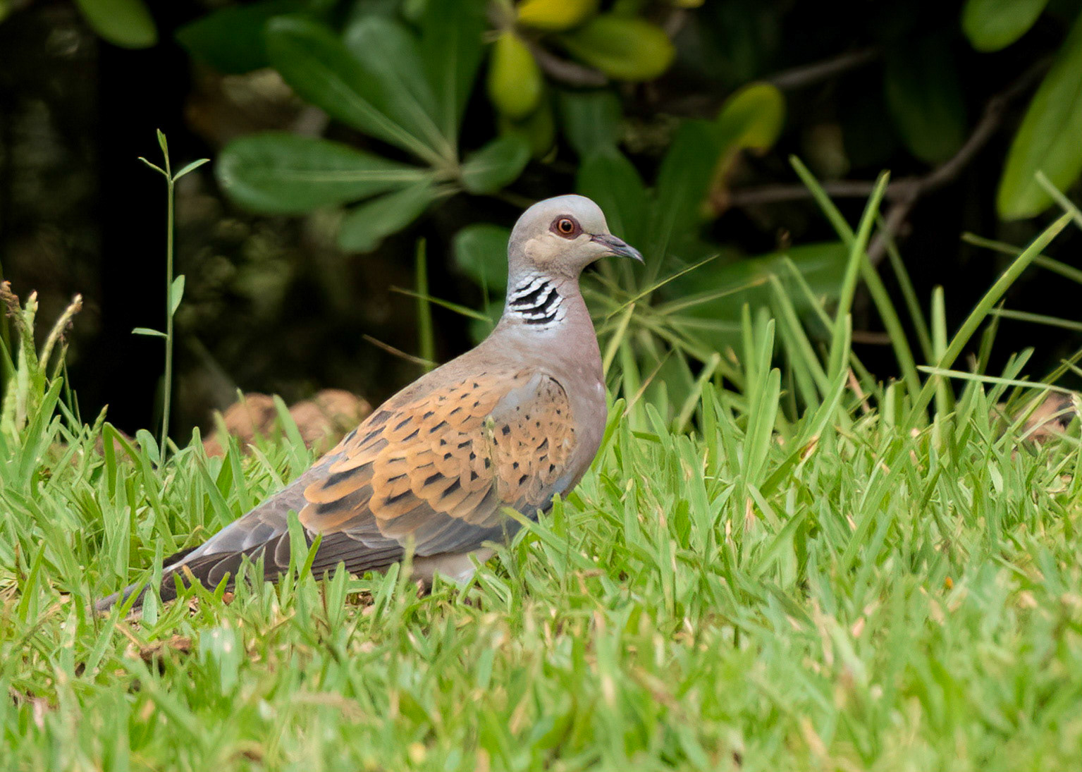 Turtle Dove, La Biar, Valencia, Spain. 21/06/22.