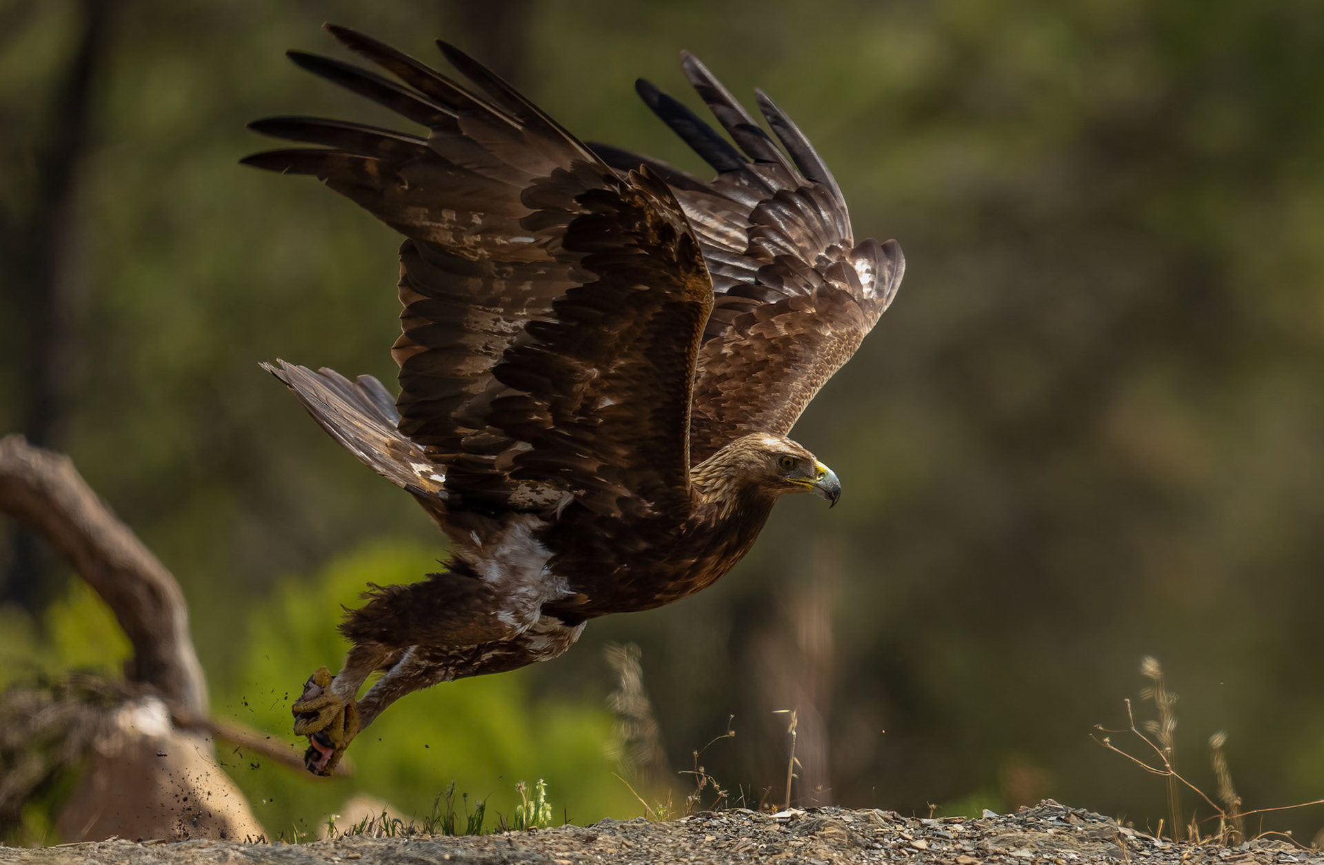 Golden Eagle, Adamuz Andalucia, Spain. 29-05-23.
