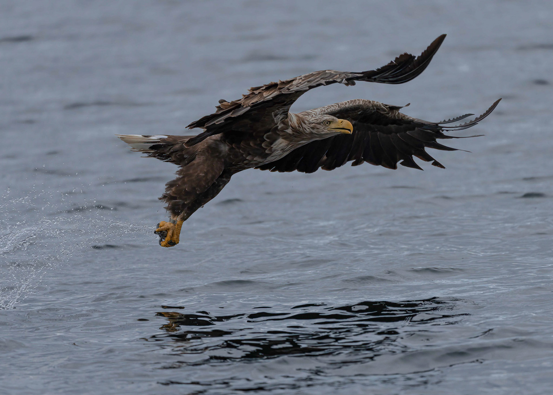 White-tailed Eagle, Loch Na Keal, Mull, Scotland. 06/08/21.