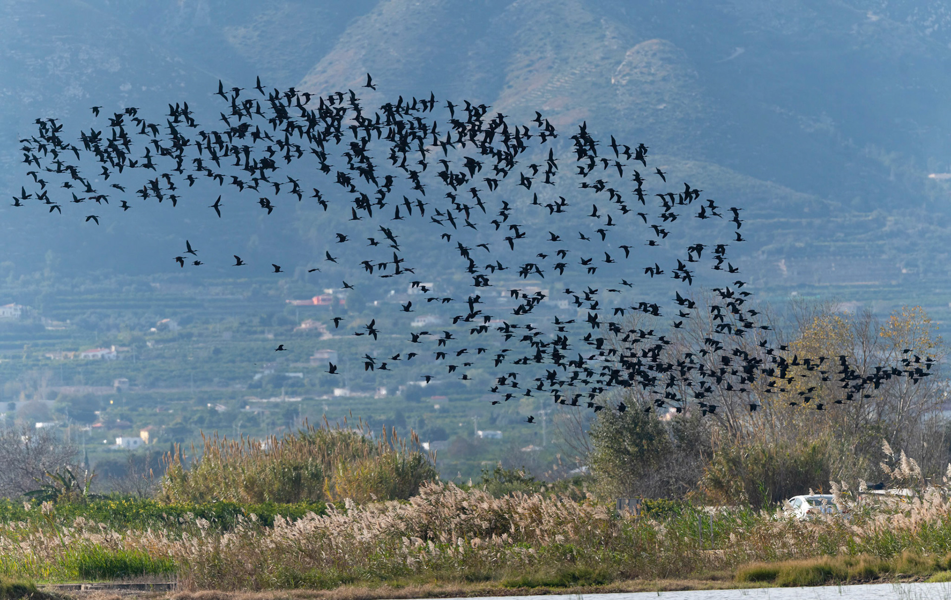 Glossy Ibis, Pego Marsh Spain 19/12/18