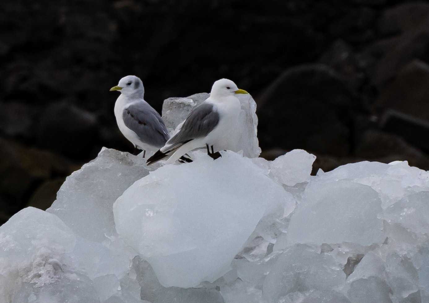 Kittiwakes on iceberg,Hornsund. Svalbard. 08-08-2022.