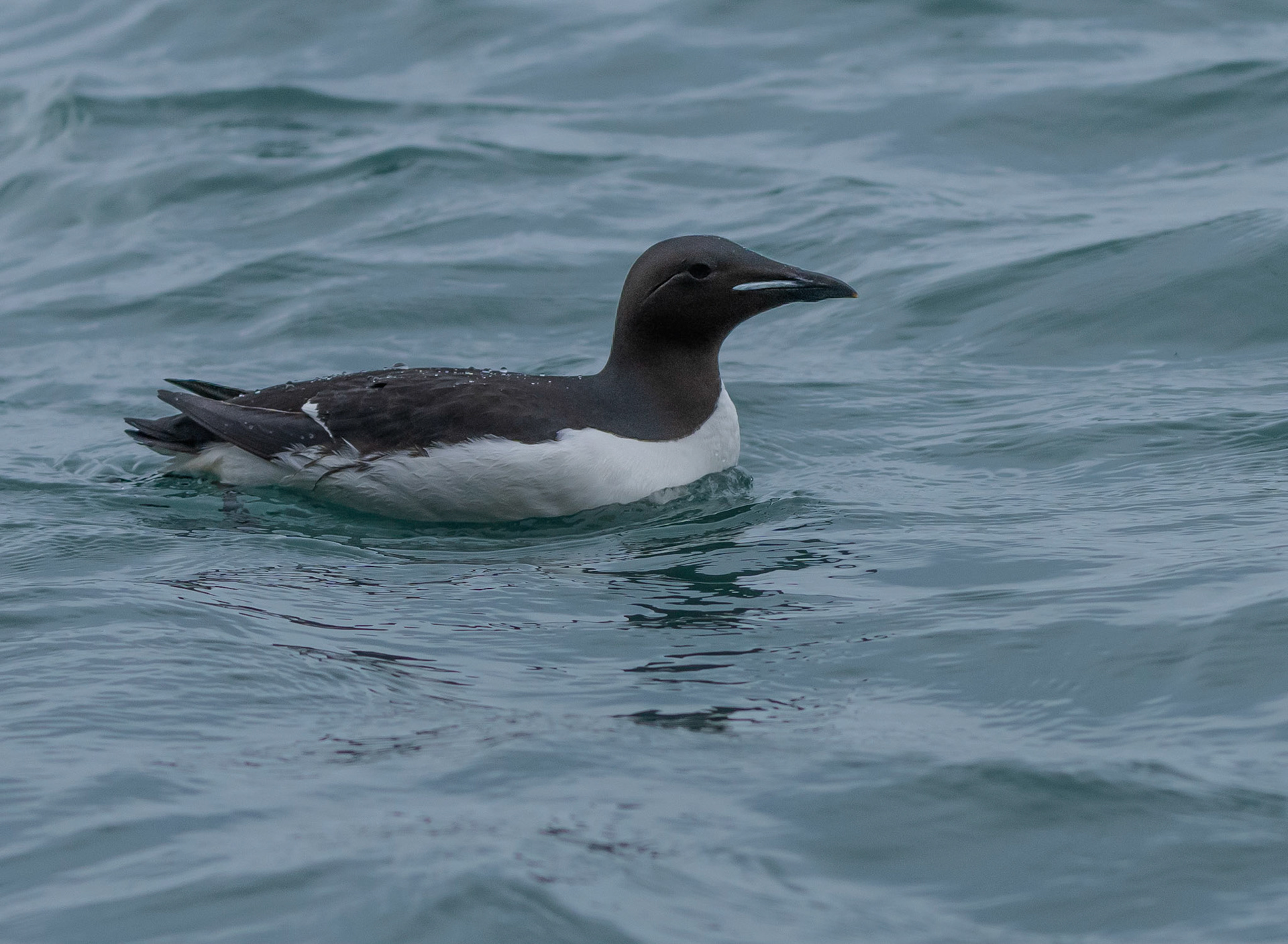 Brunnich's Guillemot, Hinlopen Strait, Svalbard. 04-08-2022.