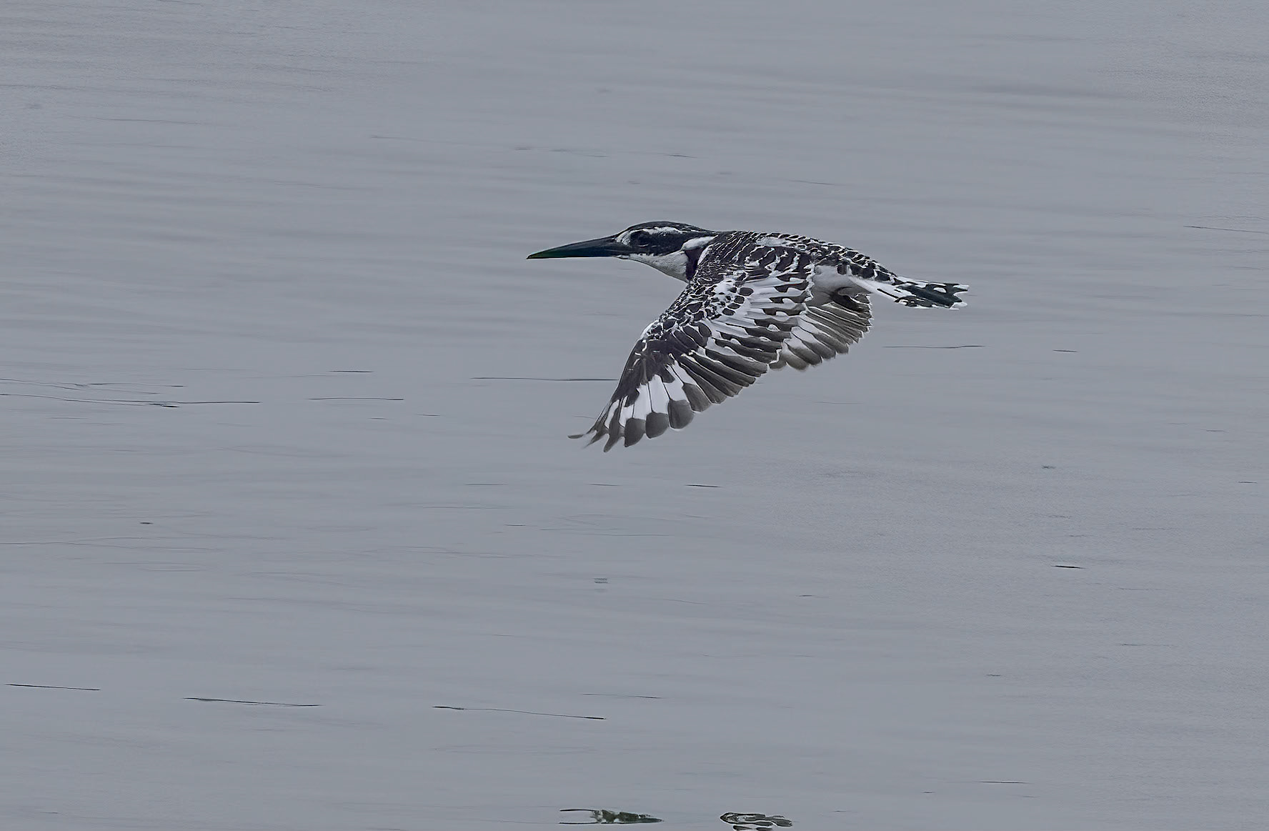 Pied Kingfisher, Kungunga Channel at Katunguru, Uganda. 04-08-23.