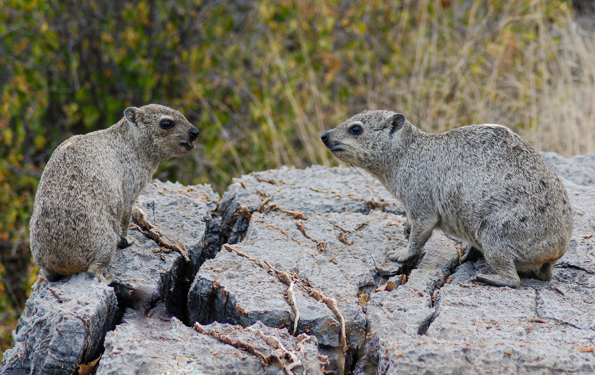 Rock Hyrax, Etosha Namibia 22/04/09