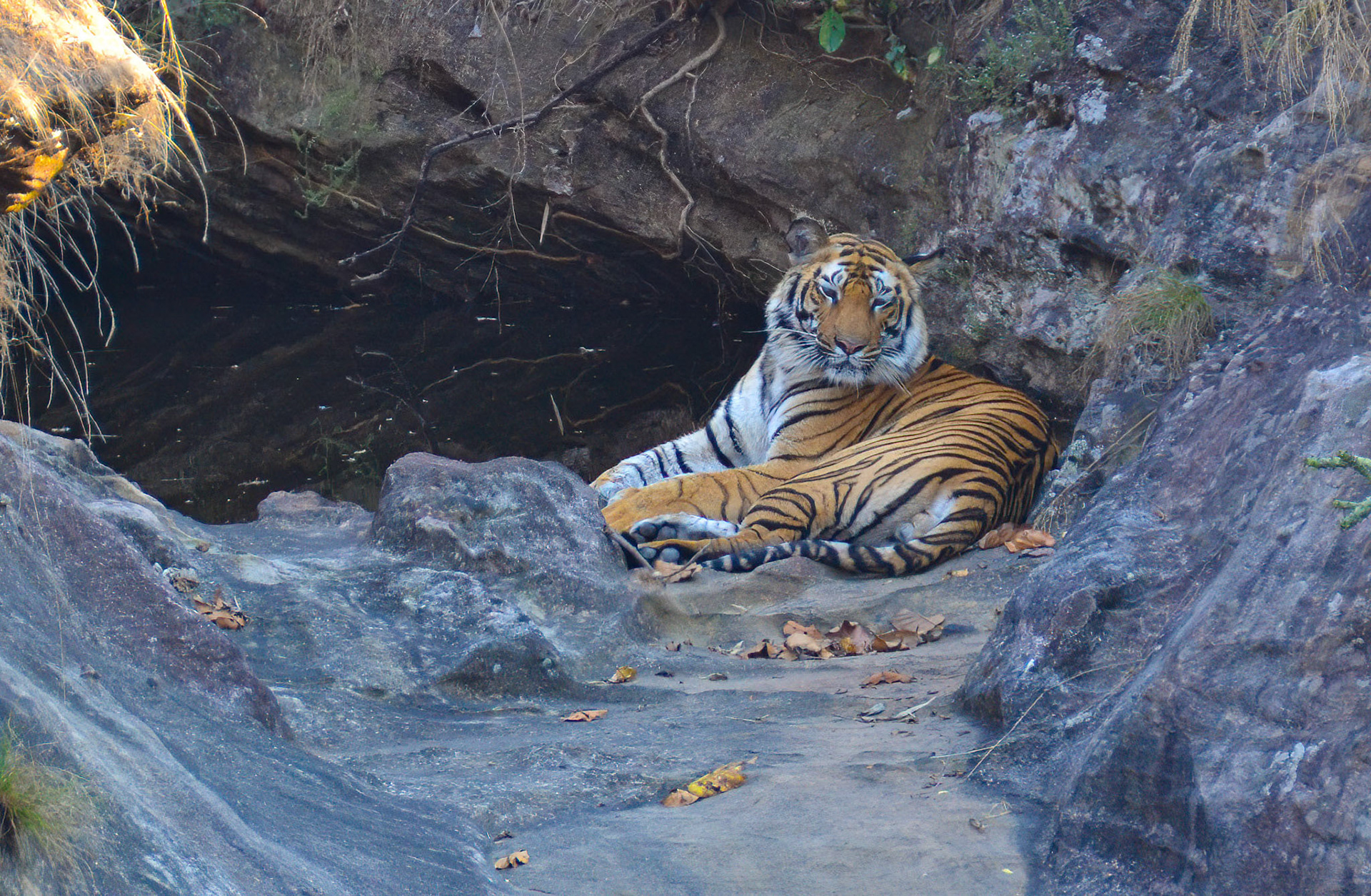 Male Tiger, Bandhavgarh, Madhya Pradesh India 18/03/14.