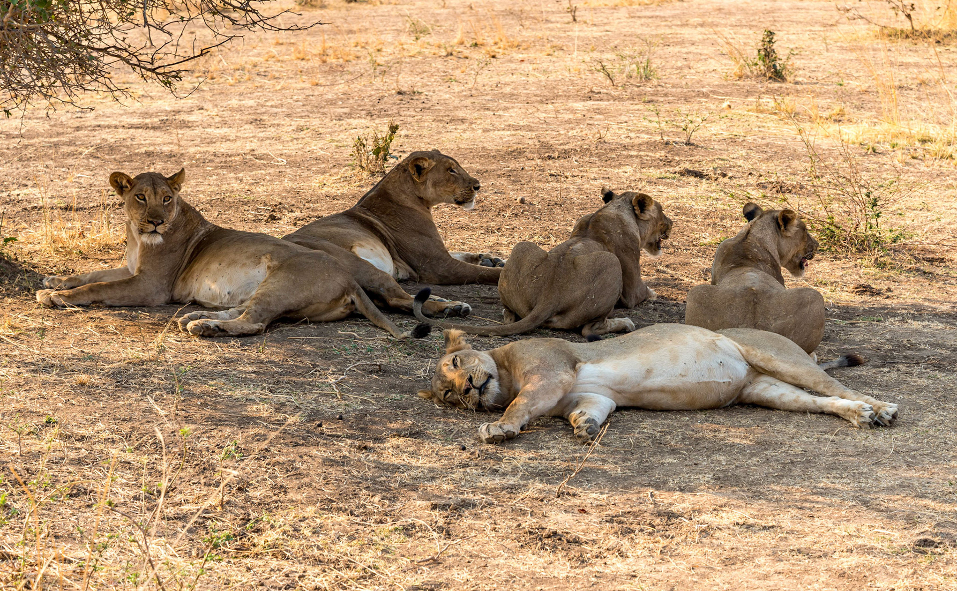 Lionesses, Kafunta Zambia 11/09/17