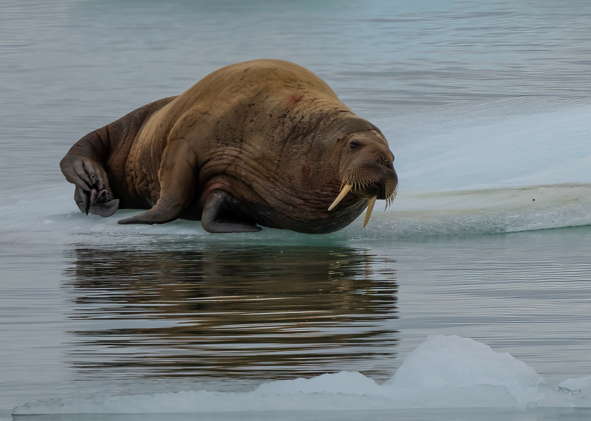 Walrus on sea ice near Torellneset, Svalbard. 05-08-2022.