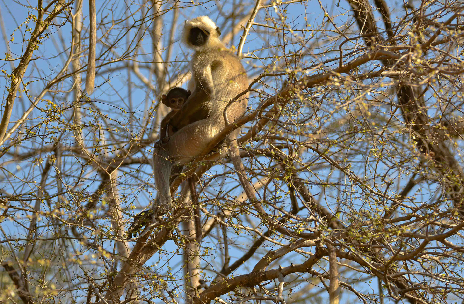 Black-faced Langur, Panna NP, Madhya Pradesh India 16/03/14.