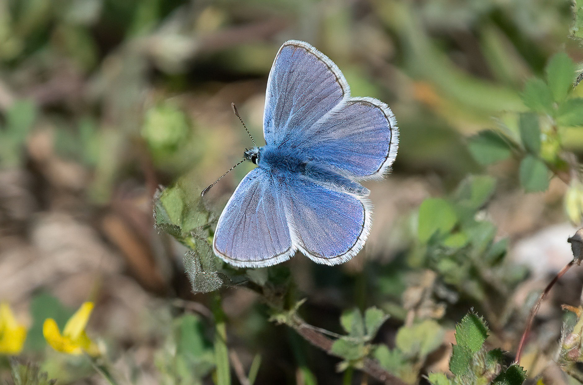 Common Blue Male, La Biar, Valencia, Spain. 01-04-23.