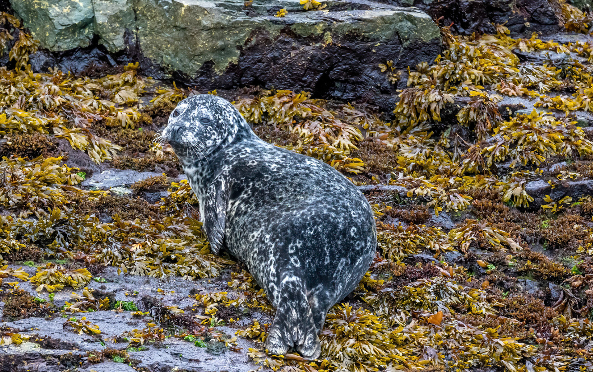 Harbour Seal Pup. Broughton Strait. Vancouver Island 22/09/18