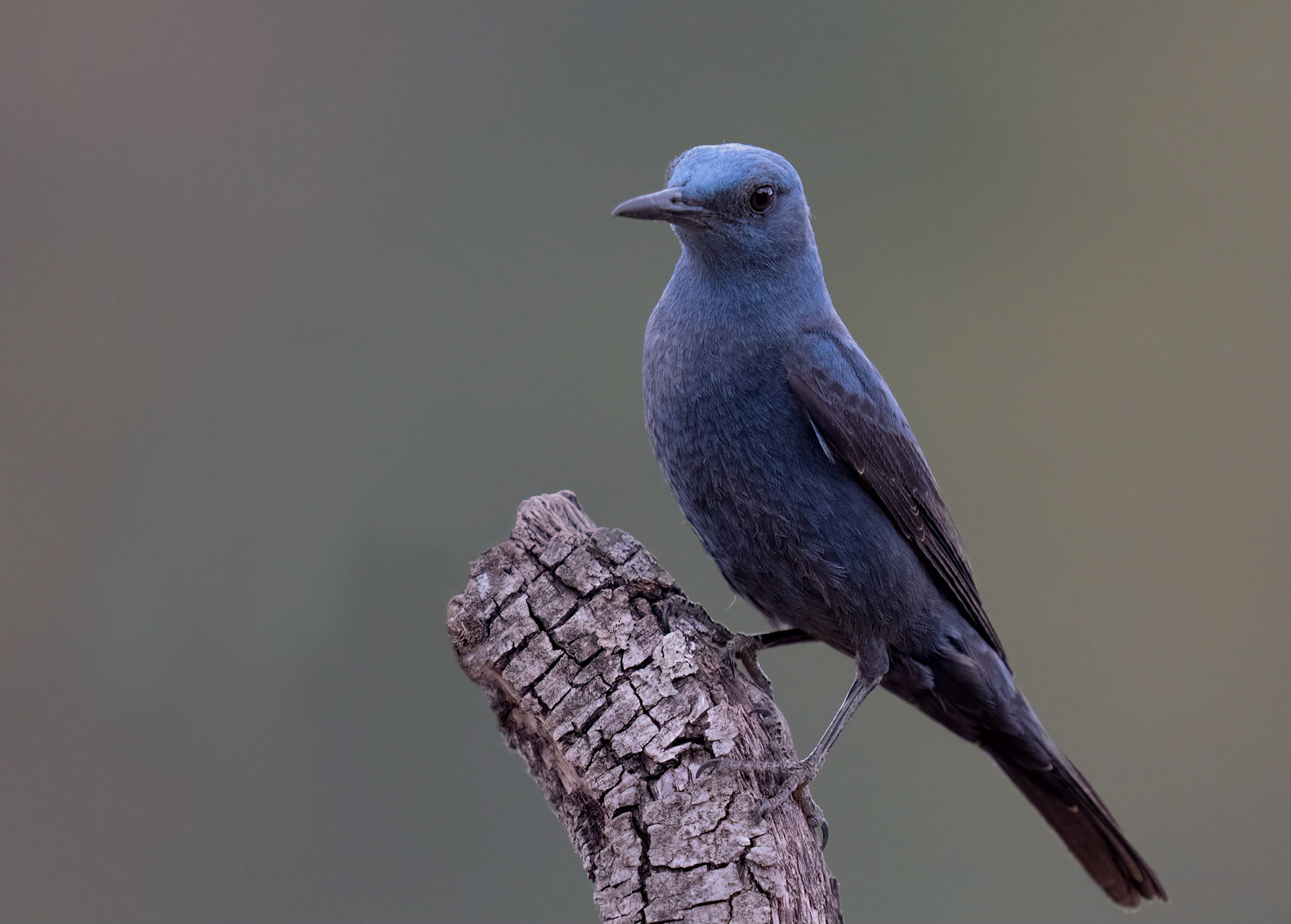 Blue Rock Thrush, Adamuz, Andalucia, Spain. 30/05/22.