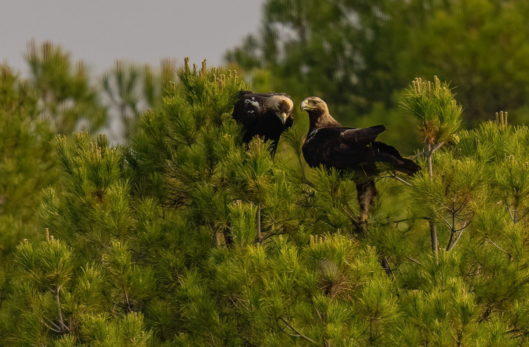 Spanish Imperial Eagle pair, Adamuz ,Andalucia Spain. 29-05-23.