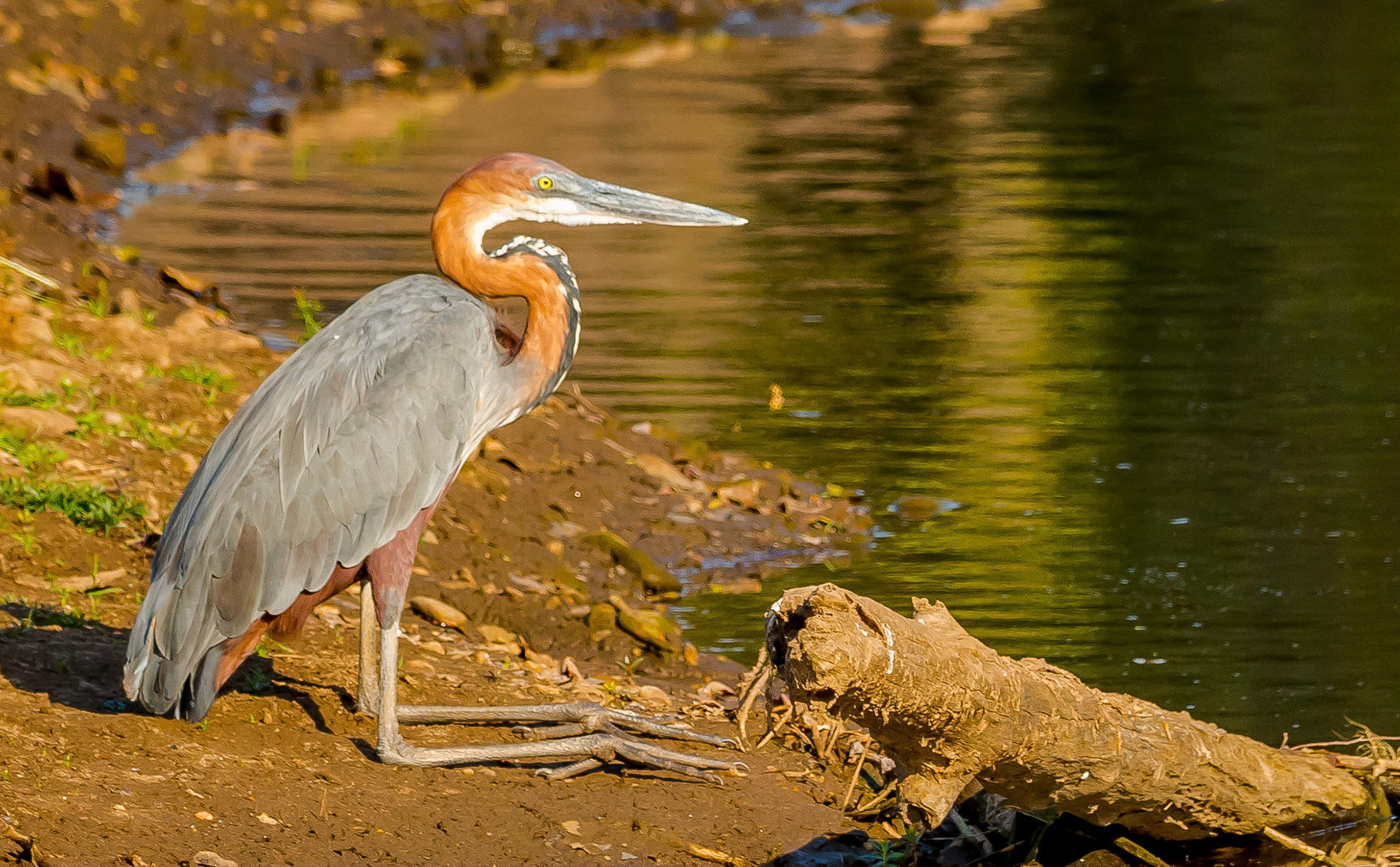 Goliath Heron, Chongwe Zambia 05/09/17