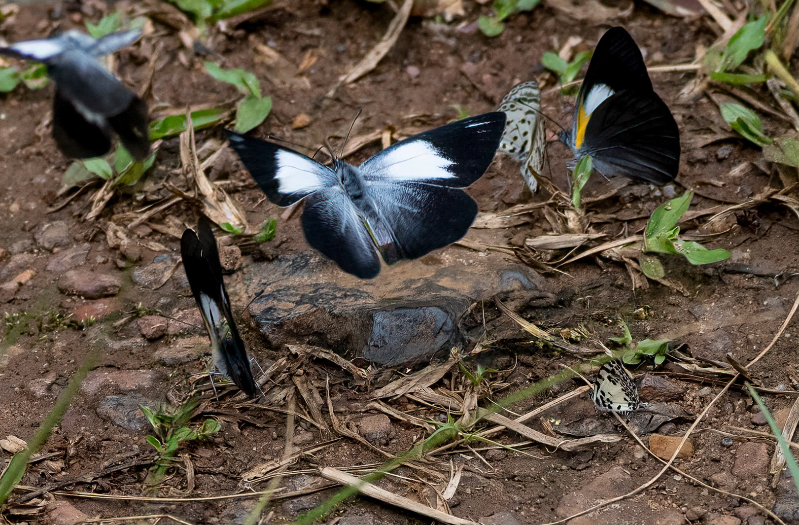 Raffray's Whites, in flight, + African Babul Blues, Bwindi Forest, Uganda. 05-08-23.
