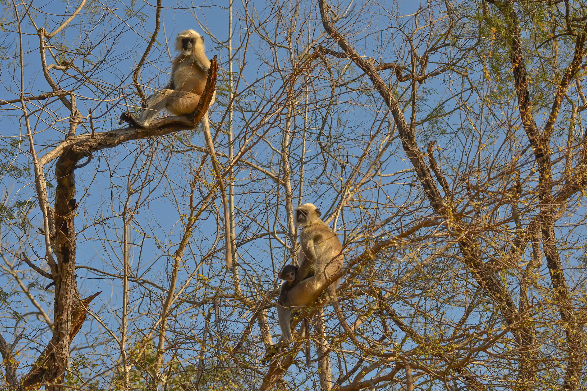 Black-faced Langur family, Panna NP, Madhya Pradesh India 16/03/14.