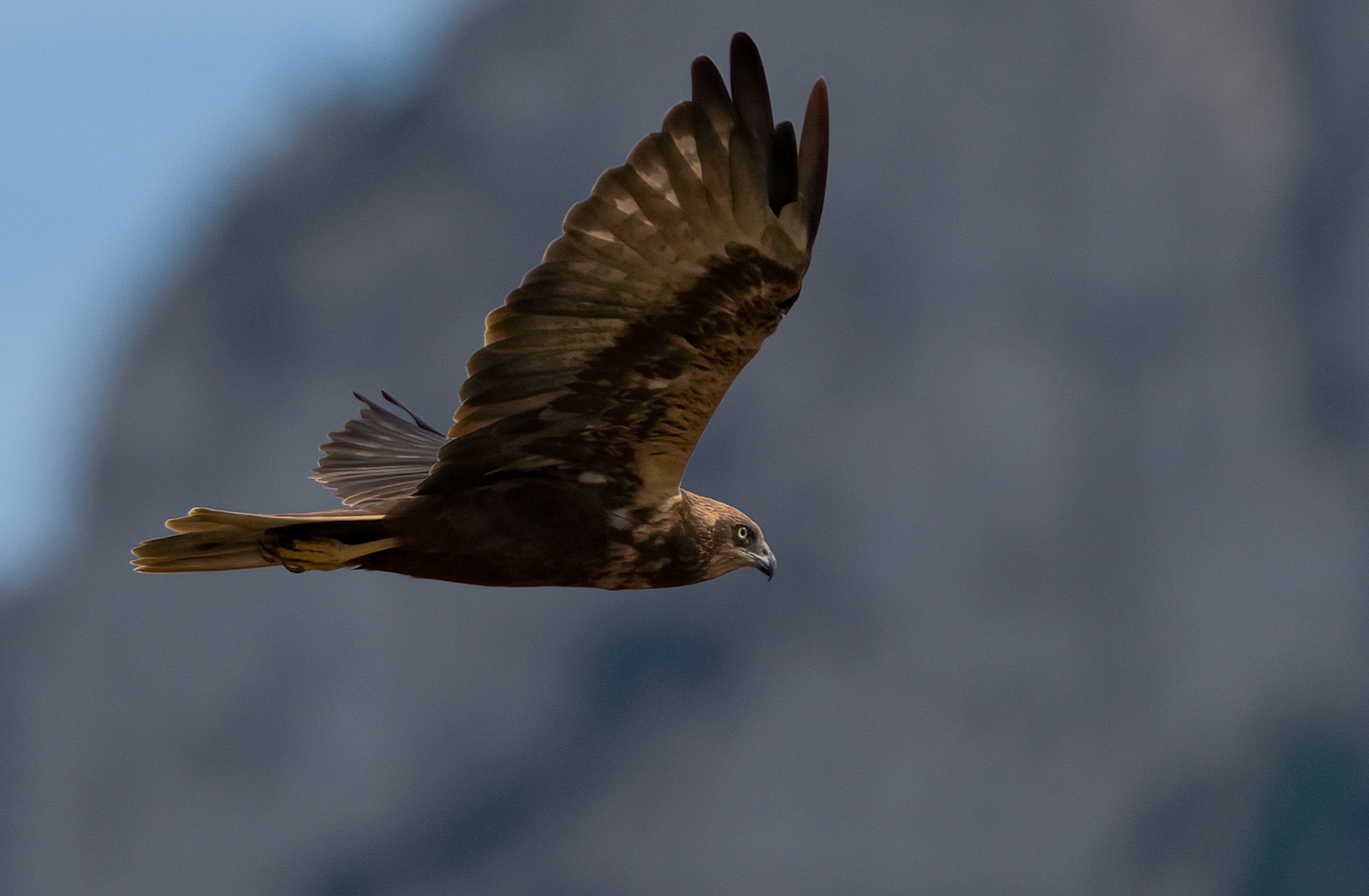 Female Immature Marsh Harrier, Pego Marshes, Valencia, Spain. 28-09-22.