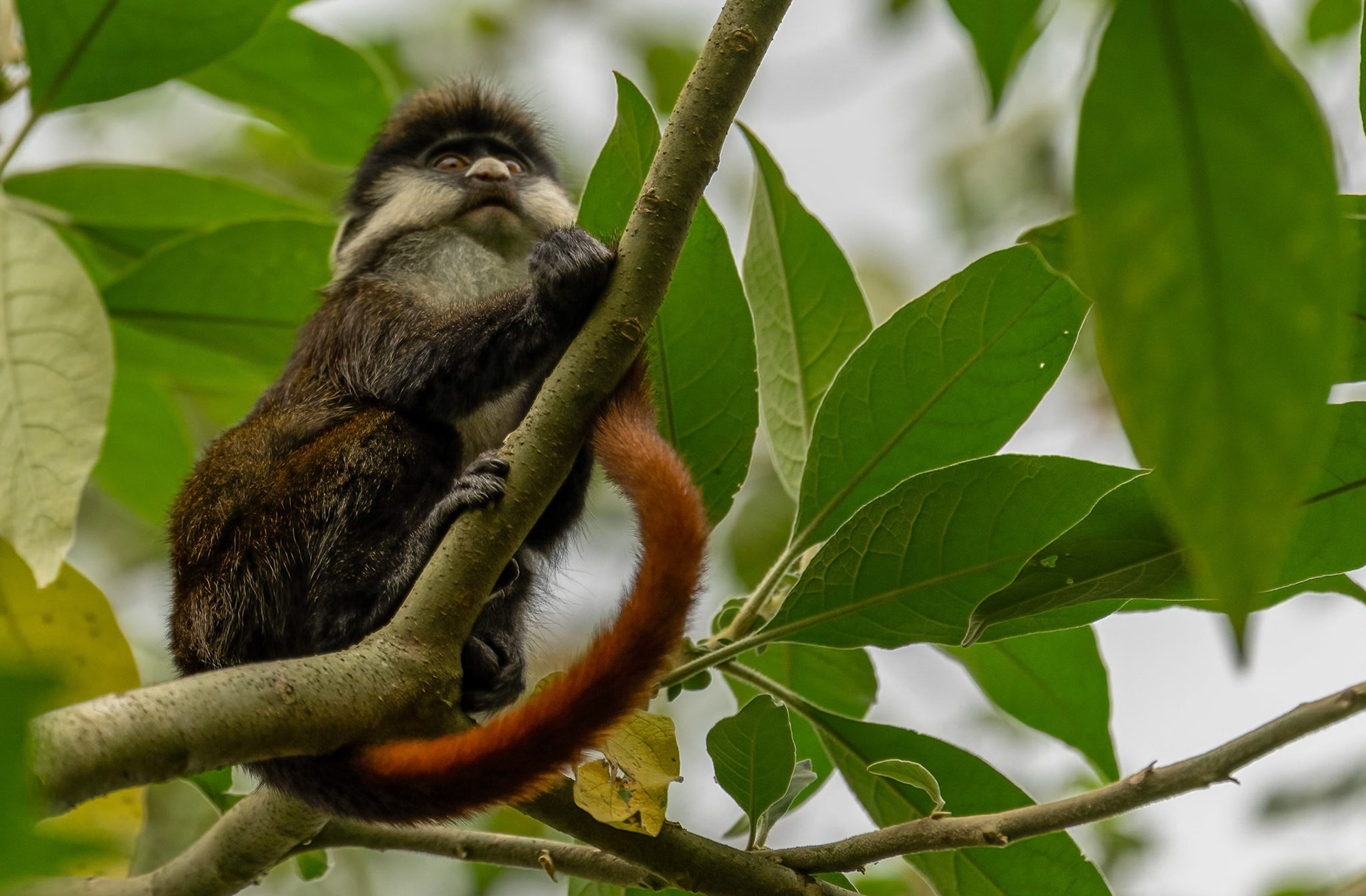 Red-tailed Monkey, Bigodi Swamp, Uganda. 03-08-23.