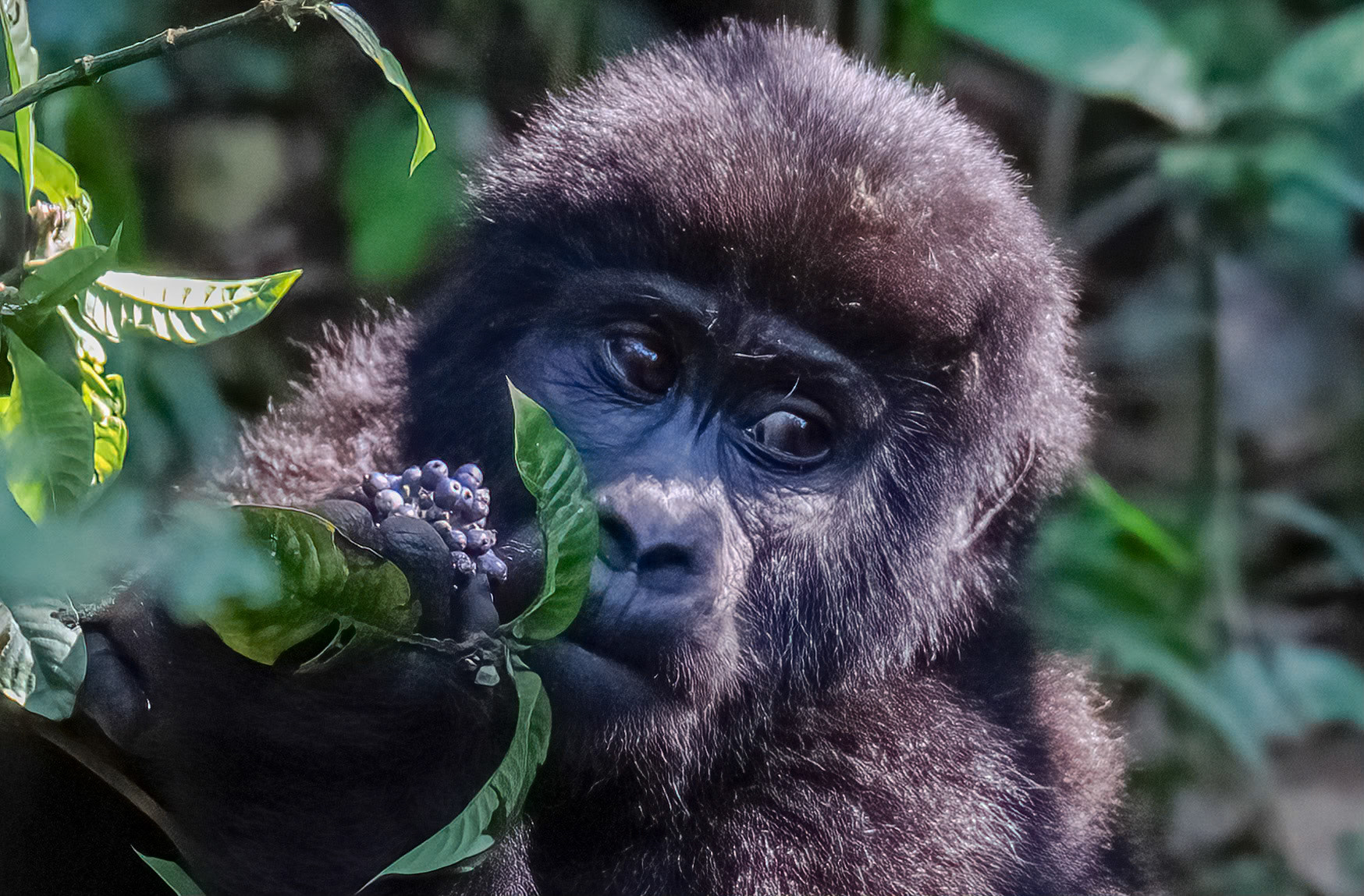 Infant exploring potential food sources, Katwe Gorilla Family, Bwindi NP. Uganda. 05-08-23.