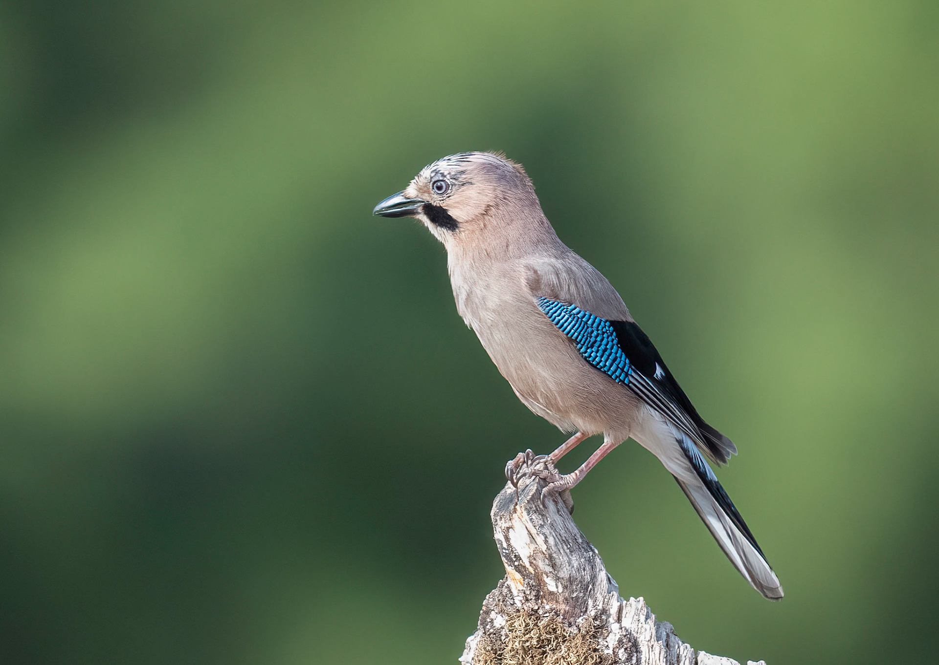 Jay, Adamuz, Andulucia, Spain. 30/05/22.