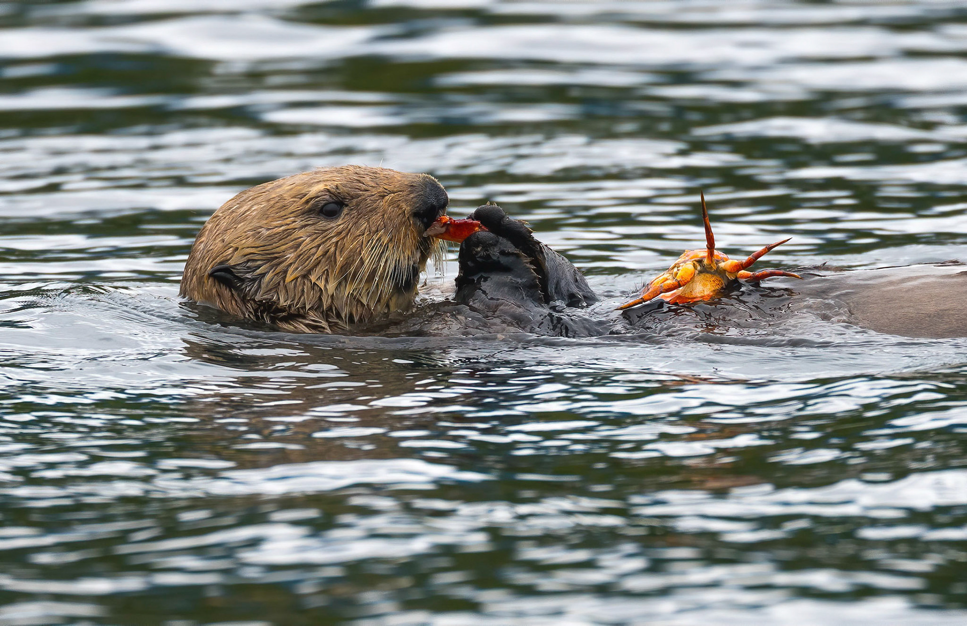Sea Otter with Dungeness Crab. Broughton Strait 22/09/18