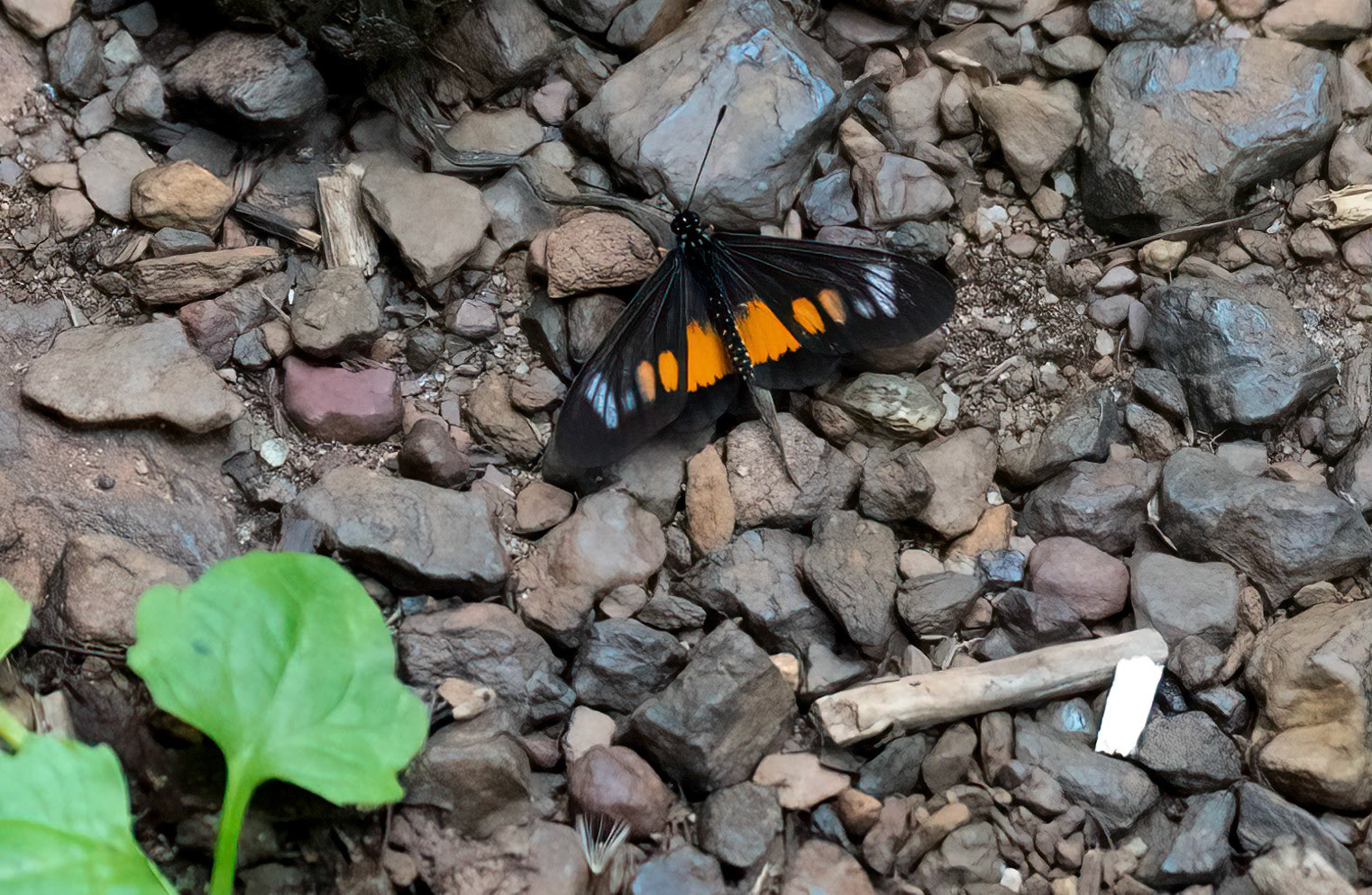 Peneleos Acraea, Bwindi Forest, Uganda. 05-06-23.