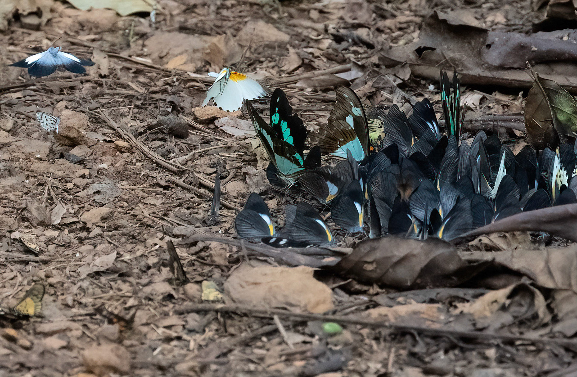 Calypso Caper Whites (Yellow) + Raffray's Whites (Black) + Woodland Albatross Whites (White) + Apple-green Swallowtails + African Babul Blue,  Bwindi Forest, Uganda. 05-08-23.