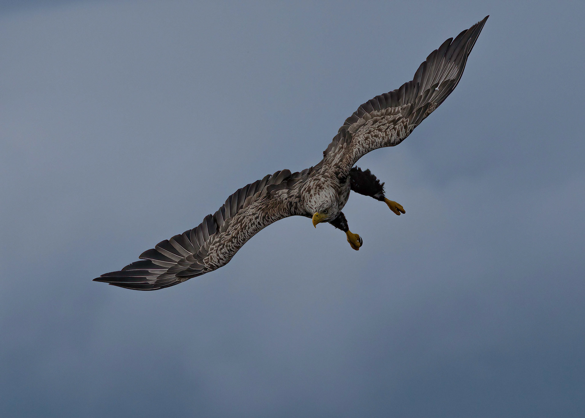 White-tailed Eagle, Loch Na Keal, Mull Scotland. 05/08/21.