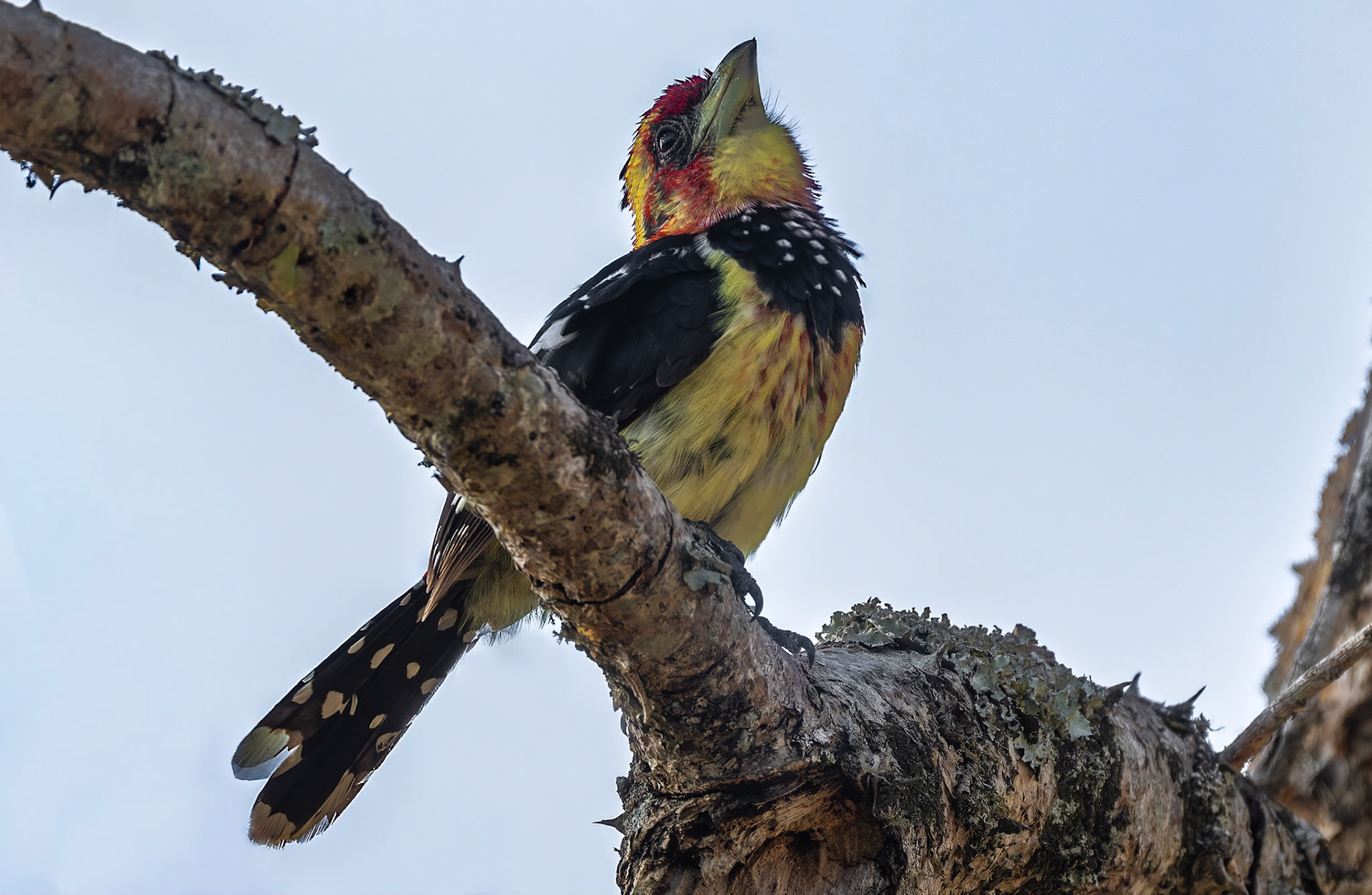 Crested Barbet, Lake Mburo Uganda. 06-08-23.