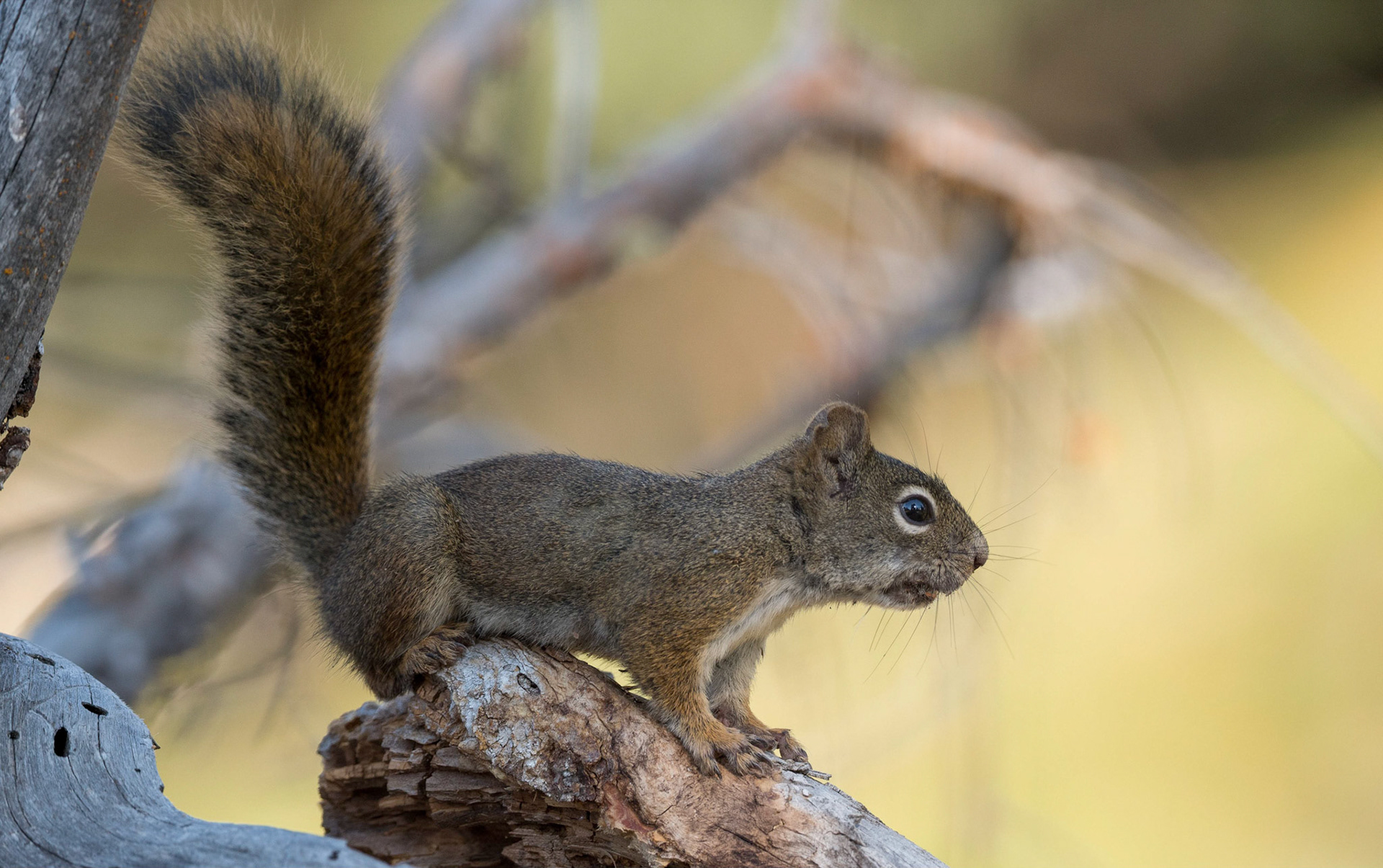 Unita Ground Squirrel. Grand Tetoon NP. Wyoming 11/09/18