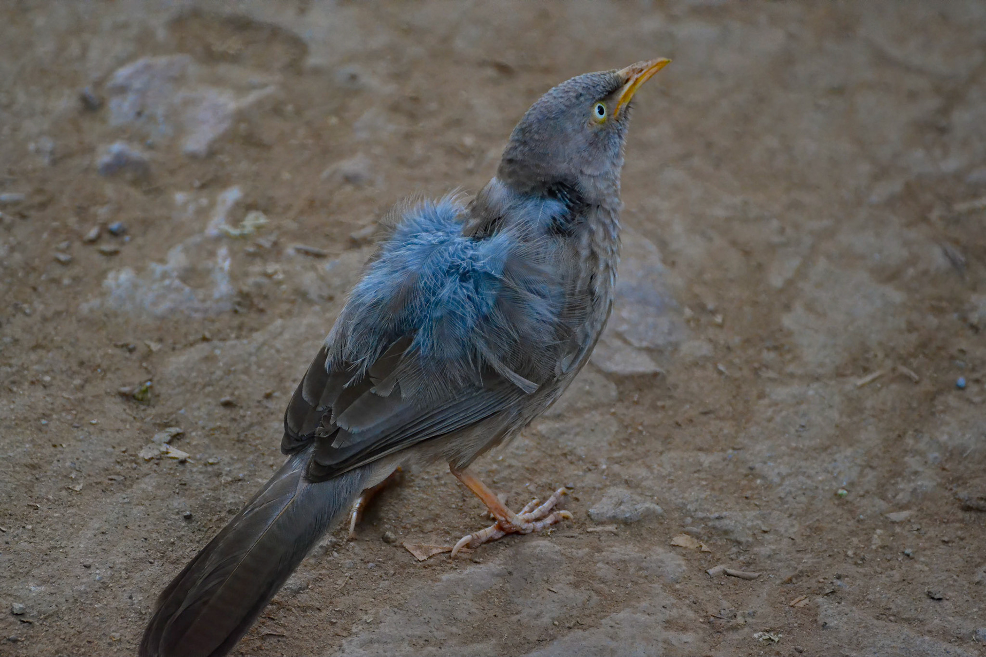 Immature Jungle Babbler, Ranthambore NP, Rajasthan India 12/03/14.