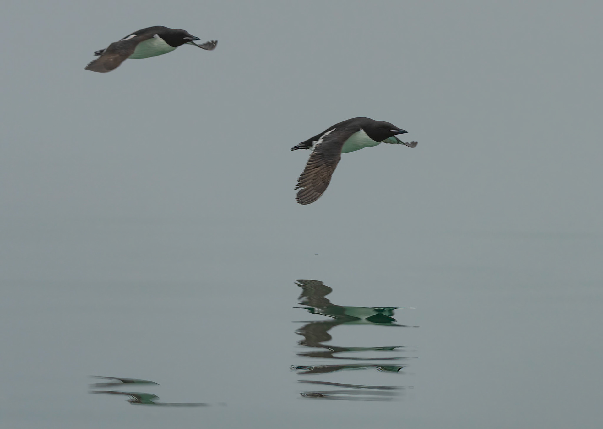 Brunnich's Guillemots in the fog off Torellneset, Svalbard. 05-08-2022.