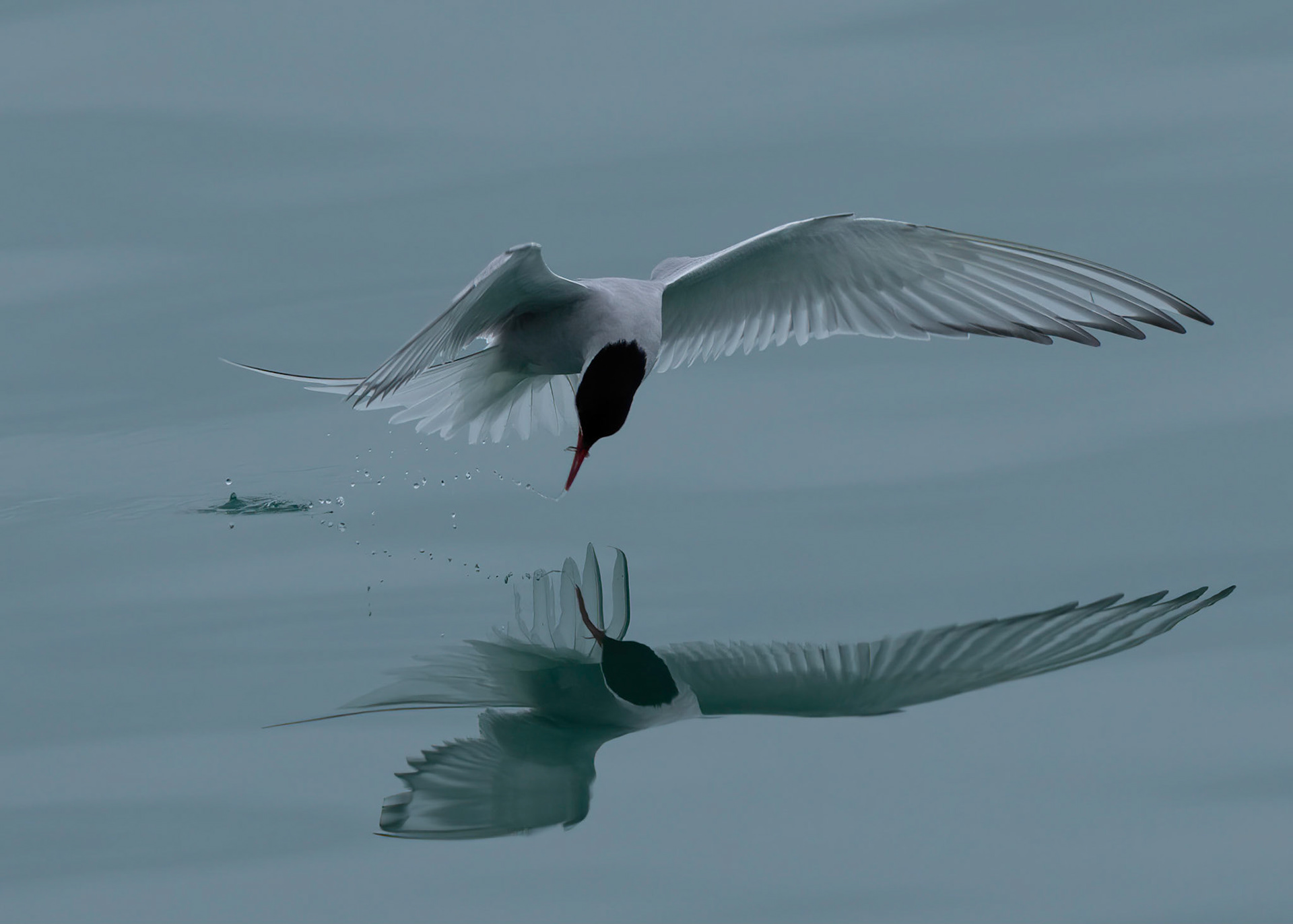 Arctic Tern  fishing for crustaceans washed out of glacial meltwater. Near Brasvellbreen ice wall. Svalbard, 05-08-2022.