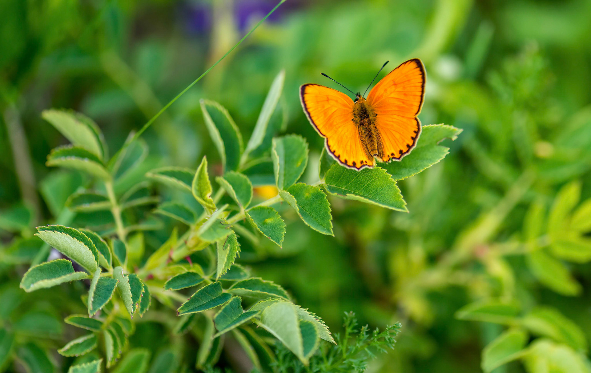 Scarce Copper, Celer Pyrenees, Spain 27'06/17