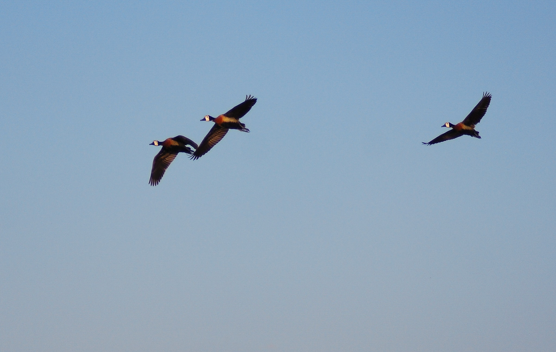 White-faced Whistling Duck, Caprivi Namibia 14/05/11