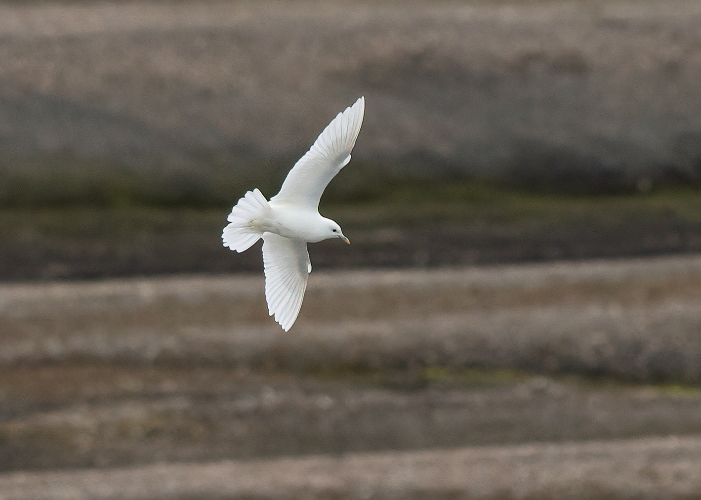 Ivory Gull, Lomfjorden shore, Svalbard. 04-08-2022.