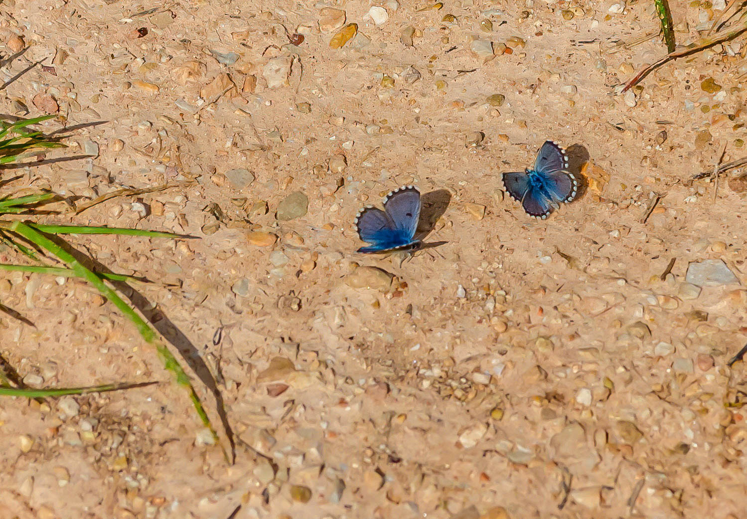 Panoptes Blues, Andjucar Spain, 18/04/15