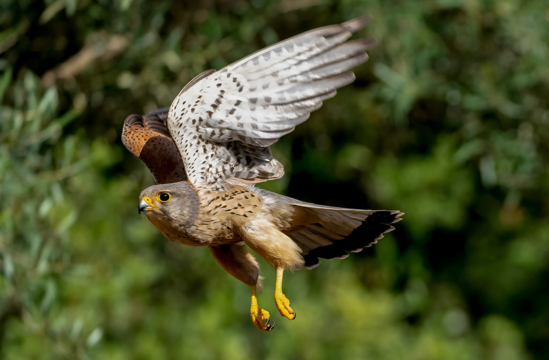 Male Kestrel, Adamuz, Andalucia. Spain. 30-05-23.
