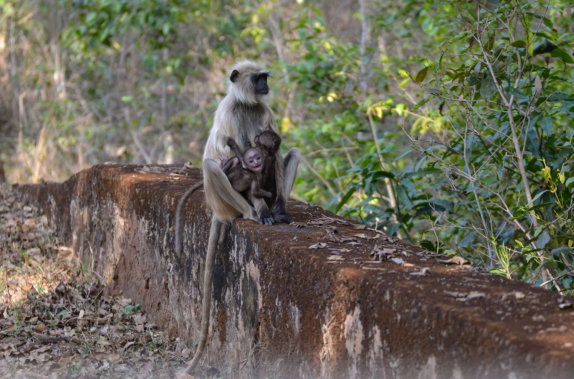 Black-faced Langur + Twins, Bandhavgarh, Madhya Pradesh India 18/03/14.