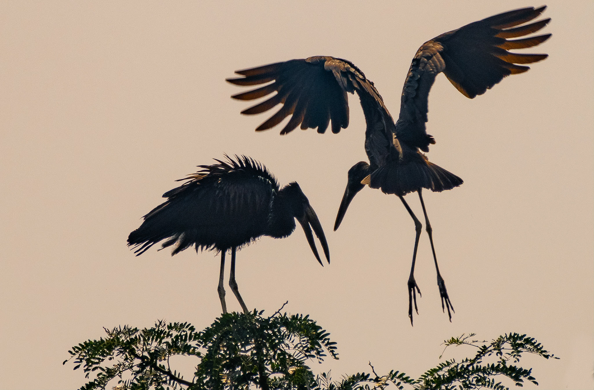 Openbill Storks, Rubona, Uganda. 04-08-23.