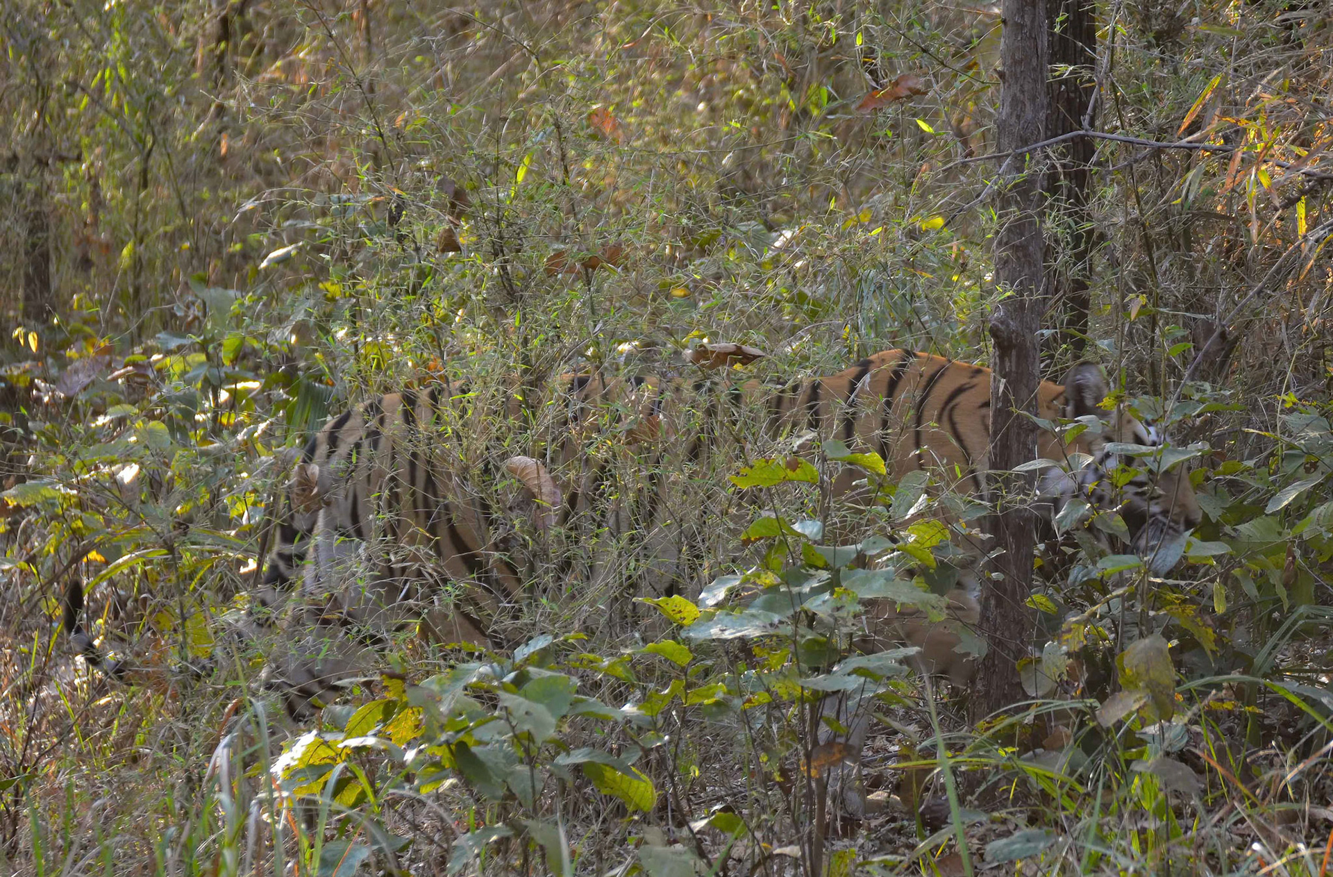 Tigress, Bandhavgarh, Madhya Pradesh India 18/03/14.